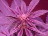 Purp2.jpg