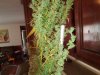 20140811_093515.jpg