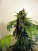 aaaaPlant 1 (13).jpg