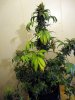 aaaaPlant 1 (14).jpg