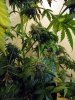 aaaaPlant 1 (12).jpg