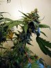 aaaaPlant 1 (11).jpg