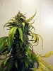 aaaaPlant 1 (23).jpg