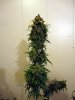 aaaaPlant 1 (22).jpg