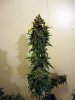 aaaaPlant 1 (21).jpg