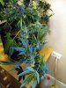 aaaaPlant 1 (29).jpg