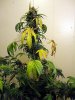 aaaaPlant 1 (27).jpg