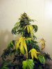 aaaaPlant 1 (26).jpg