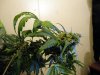 aaaaPlant 1 (25).jpg