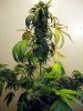 aaaaPlant 1 (24).jpg