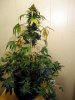 aaaaPlant 1 (35).jpg