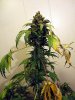 aaaaPlant 1 (34).jpg