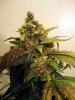 aaaaPlant 1 (30).jpg
