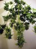 aaaaplant 2 (2).jpg