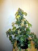 aaaaplant 2 (1).jpg