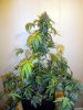 aaaaplant 2 (8).jpg