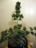 aaaaplant 2 (7).jpg