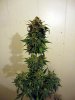 aaaaplant 2 (4).jpg