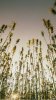 _76913711_tallhempplantsspl.jpg