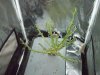Day83 Harvest (2).jpg
