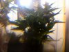 20110228130915.jpg 20110228130915.jpg