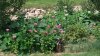 DSCF1838_cr.jpg