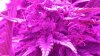 Day 66 - Closeup 2.jpg