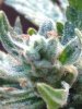 ImageUploadedByTapatalk1408611835.620129.jpg
