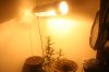 Growroom.jpeg