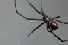 blackwidow02.jpg