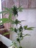 Northern Lights day 52.jpg