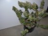 DSCN0408.JPG