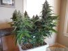 Second Grow-Day 51 004.jpg