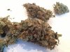 WWXXLBuds2gallon 002.jpg