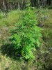 Afghan kush ryder 1 . .jpg