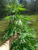 afghan kush ryder 1 ... .jpg