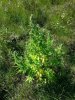 afghan kush ryder 2 . .jpg