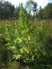 afghan kush ryder 2 .. .jpg