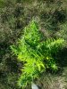afghan kush ryder 2 ... .jpg