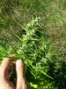 afghan kush ryder 2 .... .jpg