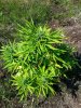 candy kush auto 1 . .jpg