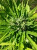 candy kush auto 1 ... .jpg