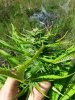 candy kush auto 2 ... .jpg