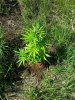 cash crop . .jpg