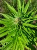 cash crop ... .jpg