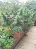 gallery_81343_8557_42002.jpg