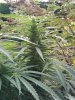gallery_81343_8557_228306.jpg