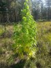 afghan kush 1 . .jpg