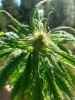 afghan kush 1 .. .jpg