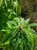 afghan kush 1 ... .jpg